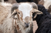 Picture of Nguni sheep