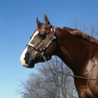 Picture of nicky skip, quarter horse in indiana usa with decorated head collar