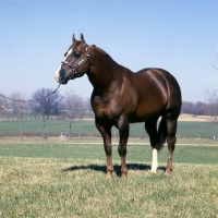 Picture of nicky skip, quarter horse in indiana usa