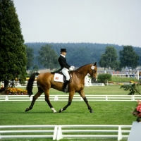 Picture of nils haagenson, denmark,  riding monaco, eventing dressage, luhmuhlen 1979
