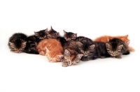 Picture of nine kittens asleep