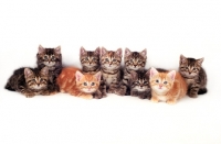 Picture of nine kittens looking at camera