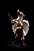 Picture of nine month old Dogo Canario dog standing on hind legs, dressed up as angel