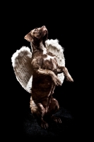 Picture of nine month old Dogo Canario dog standing on hind legs, dressed up as angel