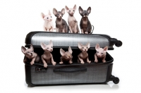 Picture of nine Sphynx kittens in a suitcase