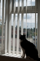 Picture of non pedigree cat behind window