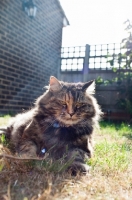 Picture of non pedigree cat enjoying sunshine in garden