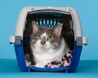Picture of non pedigree cat in carrier box
