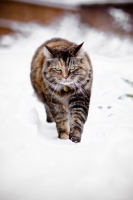 Picture of non pedigree cat in snow