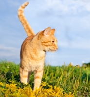 Picture of non pedigree cat in summery field