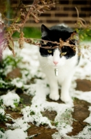 Picture of non pedigree cat in winter