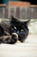 Picture of non pedigree cat licking paw