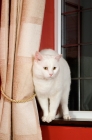 Picture of non pedigree cat on window sill