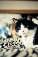 Picture of non pedigree cat on zebra rug