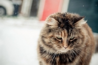 Picture of non pedigree cat outside in winter