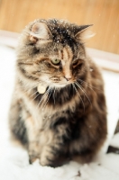 Picture of non pedigree cat sitting outside in snow