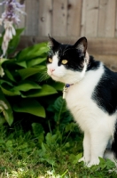 Picture of non pedigree cat standing in garden