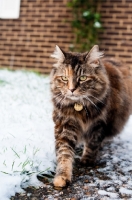 Picture of non pedigree cat walking in snowy garden