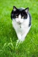 Picture of non pedigree cat walking on grass