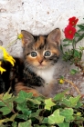 Picture of non pedigree kitten amongst flowers