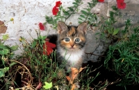 Picture of non pedigree kitten amongst flowers