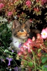 Picture of non pedigree kitten amongst flowers