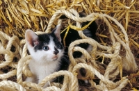Picture of non pedigree kitten amongst rope