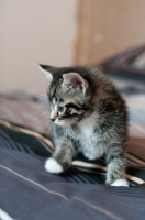 Picture of non pedigree kitten on bedding