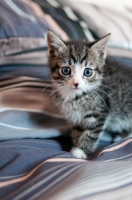 Picture of non pedigree kitten on bedding