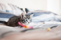 Picture of non pedigree kitten on bed