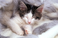 Picture of non pedigree kitten sleeping on rug