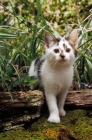 Picture of non pedigree kitten standing over a log