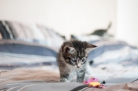 Picture of non pedigree kitten standing on bed