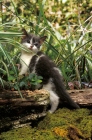 Picture of non pedigree kitten standing on log