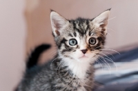 Picture of non pedigree kitten