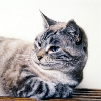 Picture of non pedigree silver tabby cat