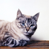 Picture of non pedigree silver tabby cat