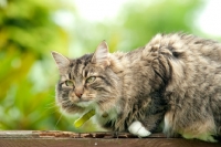 Picture of non pedigree tabby cat on a fence