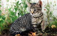 Picture of non pedigree tabby kitten in garden