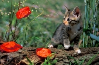 Picture of non pedigree tabby kitten looking at poppies