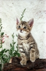 Picture of non pedigree tabby kitten 