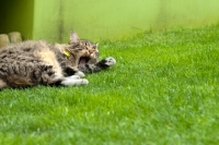 Picture of non pedigree tabby yawning