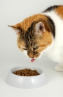 Picture of non pedigree tortie and white cat eating dry food