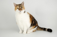 Picture of non pedigree tortie and white cat on white background