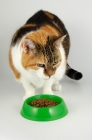 Picture of non pedigree tortie and white cat eating food from green bowl