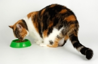 Picture of non pedigree tortie and white cat eating food from green bowl, full body