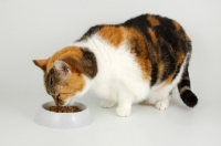 Picture of non pedigree tortie and white cat smelling food