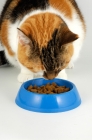 Picture of non pedigree tortie and white cat eating food from blue bowl, front view