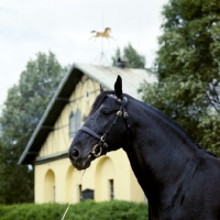 Picture of nonius A XXX1X, nonius stallion at mezoheges with traditional stable in background