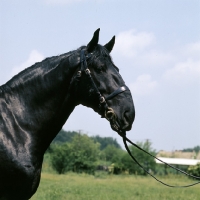 Picture of nonius C XXX-2, nonius stallion in hungary head study